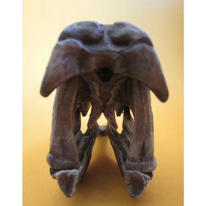 Dinosaur Skull Model