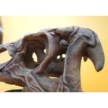 Dinosaur Skull Model