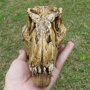 T-Rex Model Skull