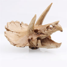 Triceratops Skull Model