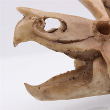 Triceratops Skull Model