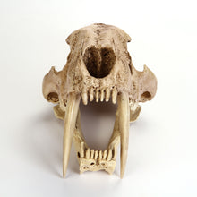 Saber Toothed Tiger Skull Model