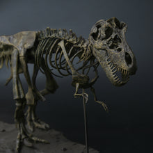 3D T-Rex Model