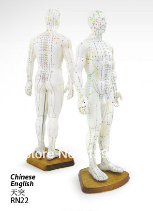 Male Body Acupuncture Model