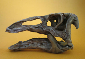 Dinosaur Skull Model