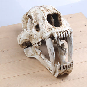 Saber Toothed Tiger Skull Model