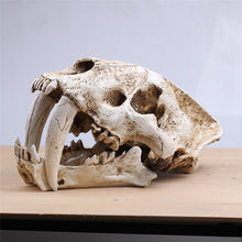 Saber Toothed Tiger Skull Model